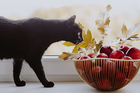 Red apples and golden oak leaves thumbnail