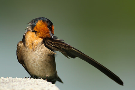 barn swallow perching on gray concrete pavement thumbnail