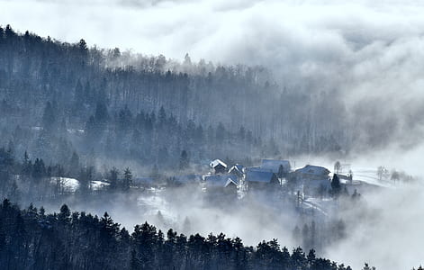 misty forest thumbnail