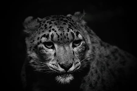 grayscale photo of leopard thumbnail