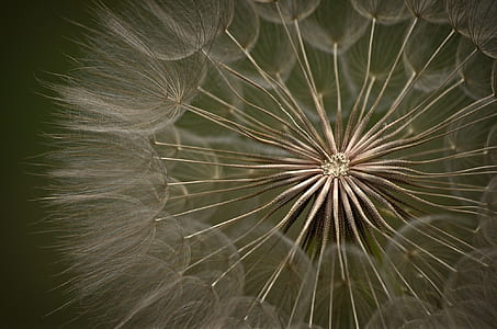 micro shot of dandelion thumbnail