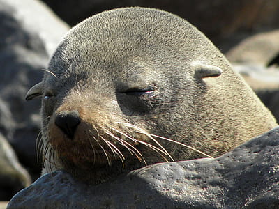 closeup photo of brown sea lion thumbnail