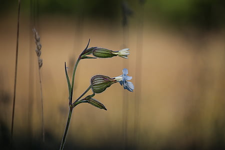 gray and green flower thumbnail