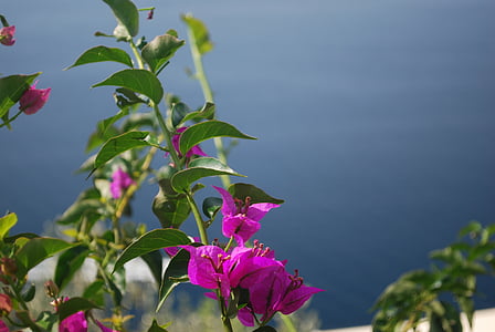 selective focus photo of purple bougainvillea thumbnail