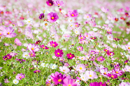 selective focus photo of purple petaled flowers thumbnail