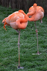 two pink flamingo birds on grass field thumbnail