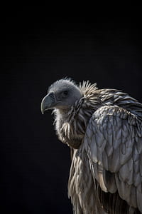 brown and grey vulture thumbnail