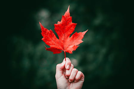person's lefty hand holding maple leaf thumbnail