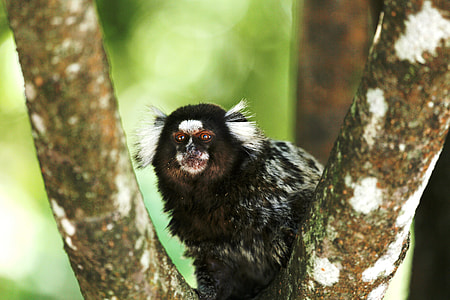 Marmoset White Tufts, Wild thumbnail