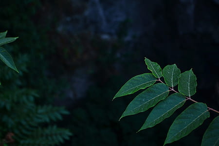green leafed plant thumbnail