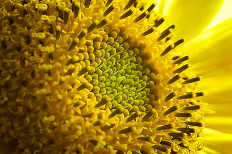 sunflower thumbnail