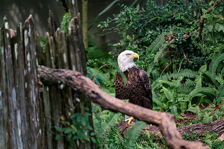 eagle on forest thumbnail