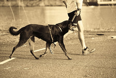 adult black and tan Rottweiler thumbnail
