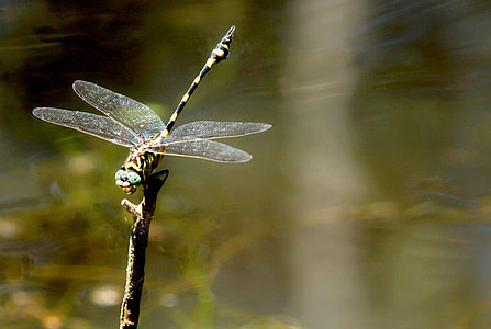 closeup photo of black and yellow dragonfly thumbnail