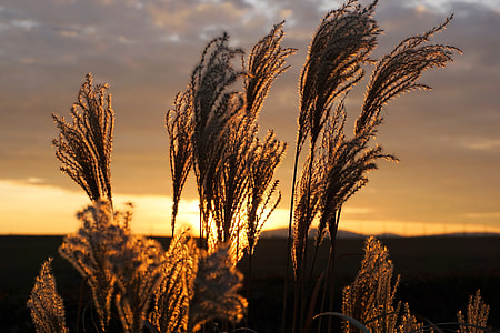 close-up  photo of wheat during sunsert thumbnail