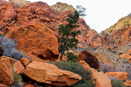 green tree in the middle of mountain thumbnail
