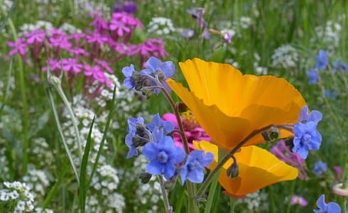 yellow, blue, white, and pink petaled flowers thumbnail