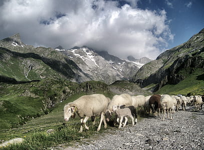 group of sheep walking near mountain range thumbnail