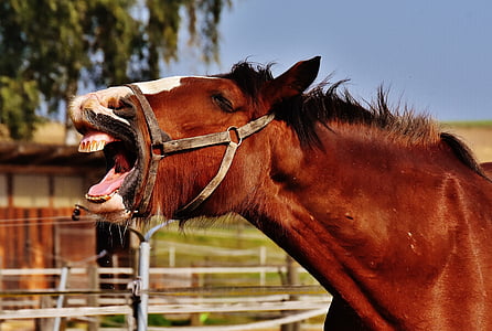 brown horse thumbnail
