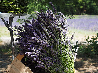 purple lavender lot thumbnail