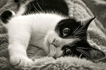 grayscale photography of cat lying on gray textile thumbnail