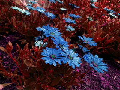 purple daisies thumbnail