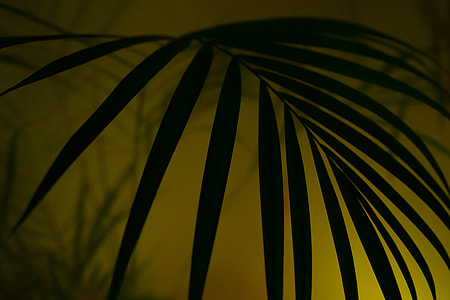 green leafed plant thumbnail