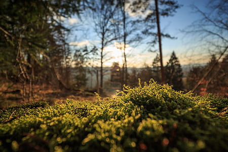 green leafed trees thumbnail
