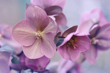 selective focus photograph of purple hydrangea flower in bloom thumbnail