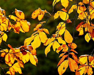 yellow leaf tree thumbnail
