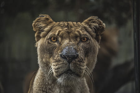 brown lioness thumbnail