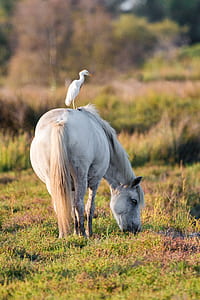 yellow beak white bird on white horse at daytime thumbnail