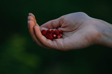 Close-Up Photo Of Person Holding Red Fruit thumbnail