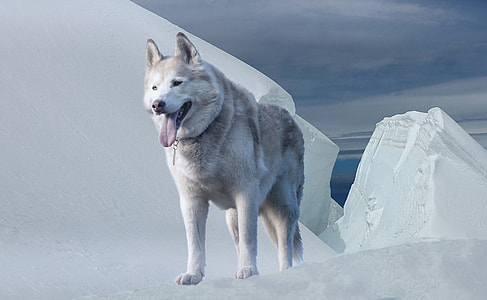 adult Siberian husky thumbnail
