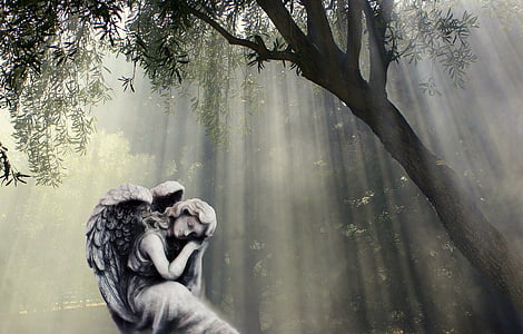 angel statue under tree thumbnail