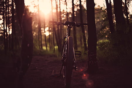 bicycle near trees thumbnail