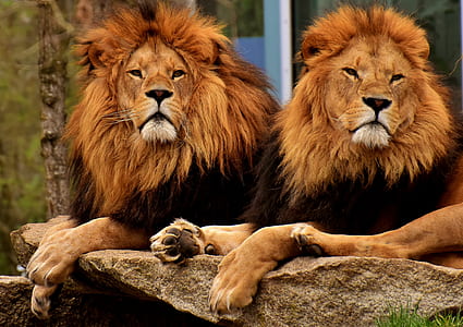 two adult lions thumbnail
