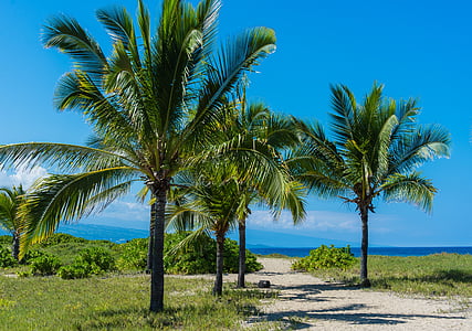 palm trees thumbnail
