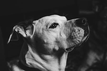 grayscale photo of white dog thumbnail