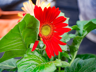 red petaled flowers and green leaves thumbnail