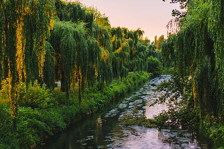 river surrounded by trees thumbnail