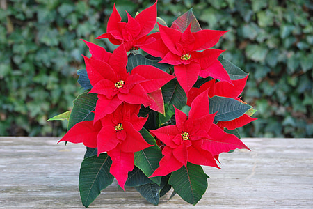 red poinsettia plant thumbnail