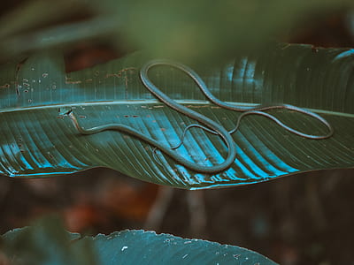 green mamba thumbnail