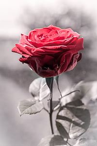 selective color photo of red rose in bloom thumbnail