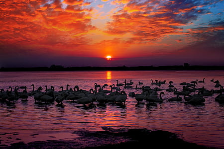 flock of swans on body of water during golden hour thumbnail