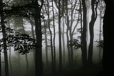 trees covered with fogs thumbnail
