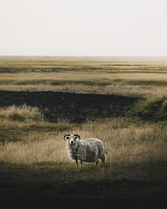gray sheep standing on pasture thumbnail
