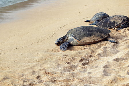 three sea turtles on seashore thumbnail