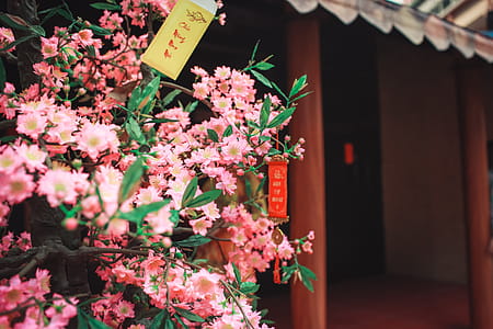 Selective Focus Photography of Pink Petaled Flowers Beside Temple thumbnail