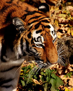 tiger near green leafed plant thumbnail